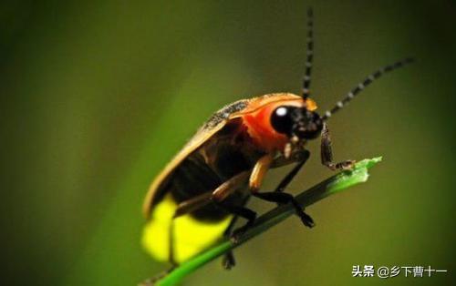 萤火虫祖先被发现:你上次见到萤火虫是哪年了？感觉怎么样？