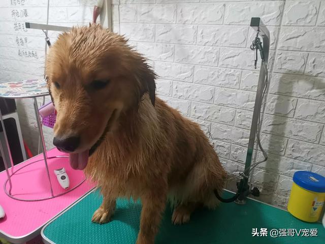 我想入手一只狗,应该选哪个品种的？
