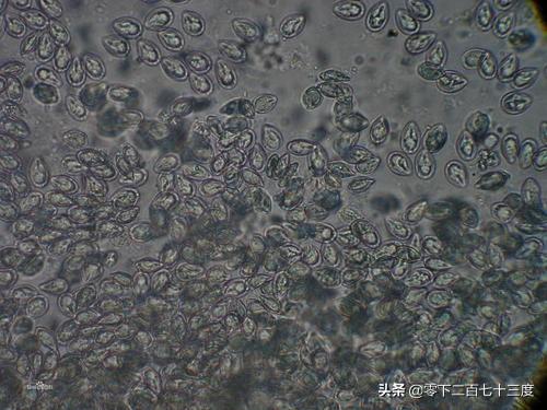 蓝尾金蜥生活环境:蓝尾金蜥怎么养 有人说小龙虾喜欢在污水里生活，这是真的吗？