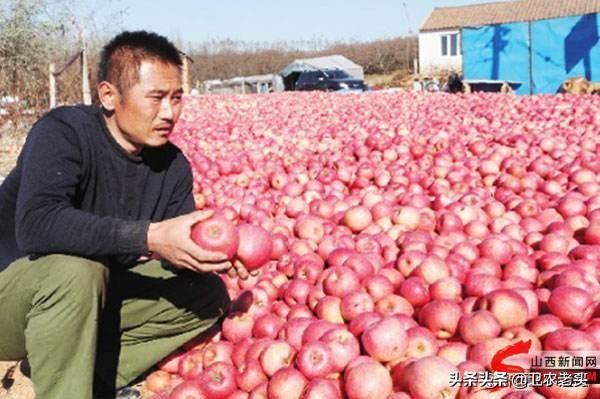 年底想进水果回农村卖，特别是苹果，哪里的水果批发价最实惠