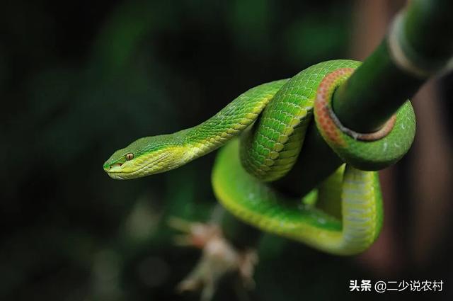 被黑色乌苏里蝮蛇咬了怎么办:夏天在农村野外被蛇咬了怎么办？