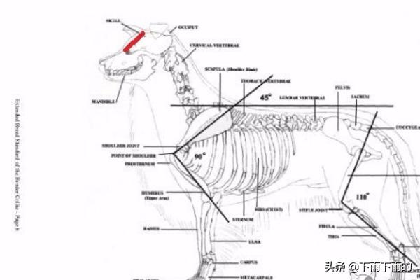 苏牧犬的优点和缺点:你知道边牧的优点和缺点，以及怎么挑选小边吗？