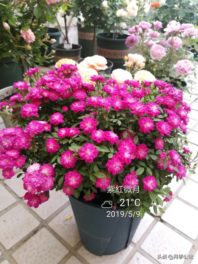 月季花的栽培与繁殖:月季花在枝条上用土怎么生根？