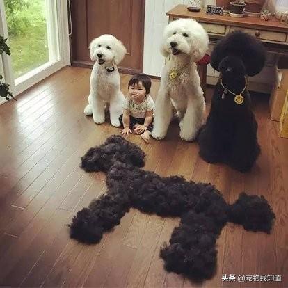 巨贵夫人狗图片:贵夫人狗的图片 为什么现在那么少人养巨型贵宾犬？