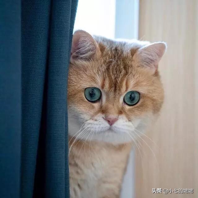 当猫爱上狗在哪里看:喜欢猫狗的女生有什么共性？ 当狗爱上猫在线观看