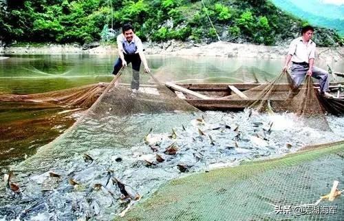 新鱼塘水浑浊怎么处理施粪肥好吗:新挖鱼塘可以用椒辣苗肥塘吗？