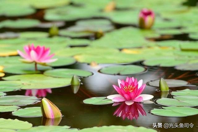 北方河里的水草种类:北方河里水草的种类及图片 钓鱼的时候常见的水草有几种？