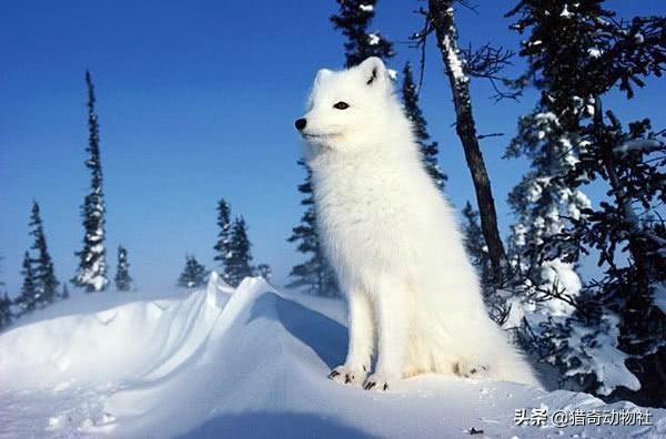 北极狐图片;北极狐图片可爱