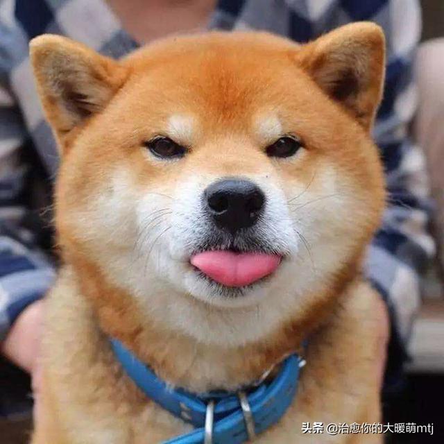 拉不拉多怎么除体味:如何科学有效地帮忙拉布拉多犬减轻体味？