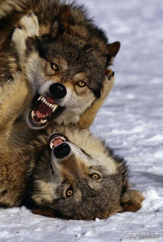 头条问答 - 两只成年藏獒和一只北美灰狼关在一个笼子里,北美灰狼可以