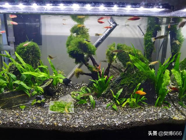 头条问答 鱼缸水位多高合适 如何必免鱼缸爆缸 宝鸡热门的回答 0赞