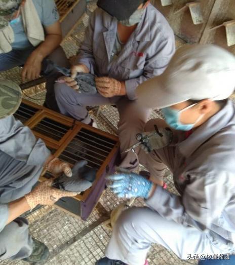 信鸽疫苗什么时候打最好:鸽子打了多次新城疫疫苗，抗体不行怎么办？
