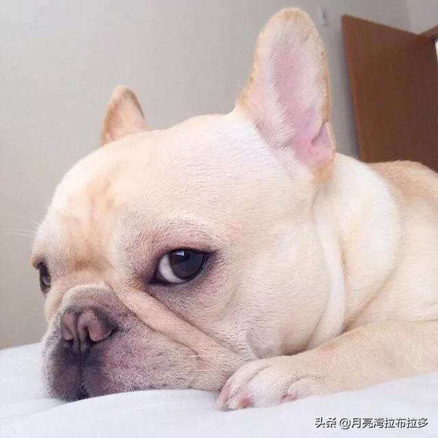 法国斗牛犬母很难养吗:饲养法国斗牛犬会遇到什么问题？