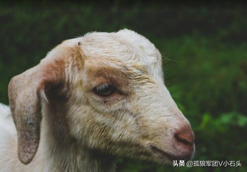 骨包虫:骨包虫病 夏季如何防治绦虫、肝片吸虫、羊鼻蝇蛆、羊脑包虫？