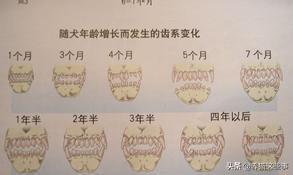 金毛幼犬的狗粮怎么选:四个月金毛吃什么狗粮比较好？