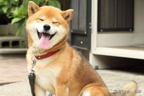 如何训练小柴犬不咬人:有什么办法能使小狗不咬人脚和东西？