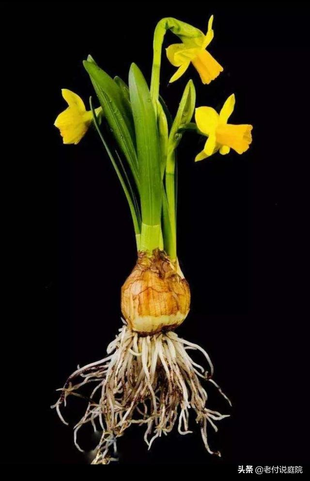 头条问答 水仙花有毒吗 10个回答