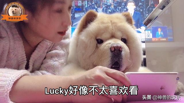 当猫爱上狗百度云:你喜欢小动物吗？猫和狗选择一个，你会选择谁，为什么？