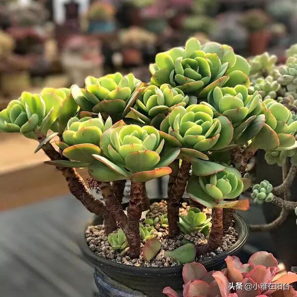 头条问答 种植在户外的多肉该怎么护理 特别是刮风下雨的时候 阳台上的多肉君的回答 0赞