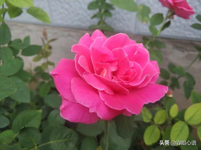 花叶芋穿孔线虫病:花草的叶子总是被虫吃怎么办？