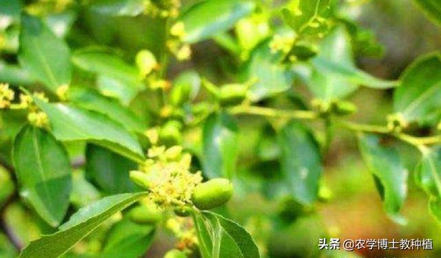 头条问答 家里种植的枣树 每到开花的季节 落花特别严重 该怎么办 农学博士教种植的回答 0赞