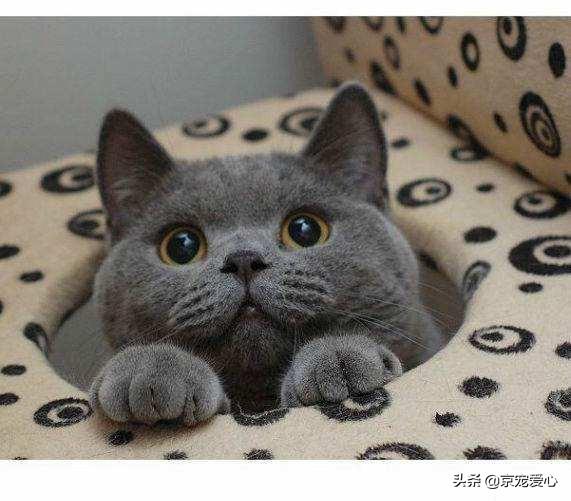 蓝猫:为什么说蓝猫是最不值钱的猫？ 蓝猫英短