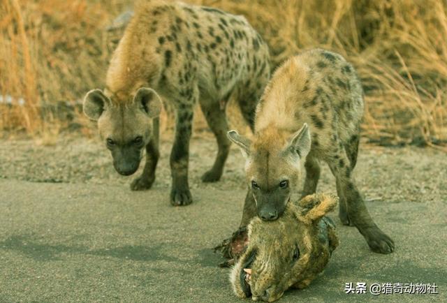 斑鱼狗鸟视频:鬣狗捡到狮子尸体，为何吃了几口就跑掉了？