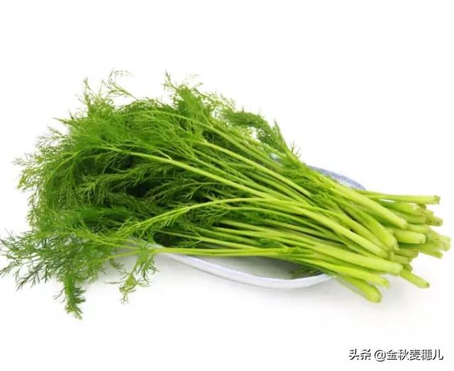 茴香苗长大了,结的种子就是小茴香吗？