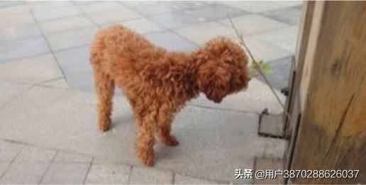 养狗条例:物业公司有权利禁止住户养宠物吗？