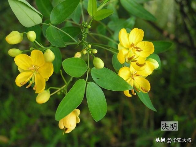 含羞草的特点:含羞草科植物与云实科植物有什么区别？