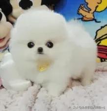博美犬怎么养:博美一岁了，一天喂几顿？
