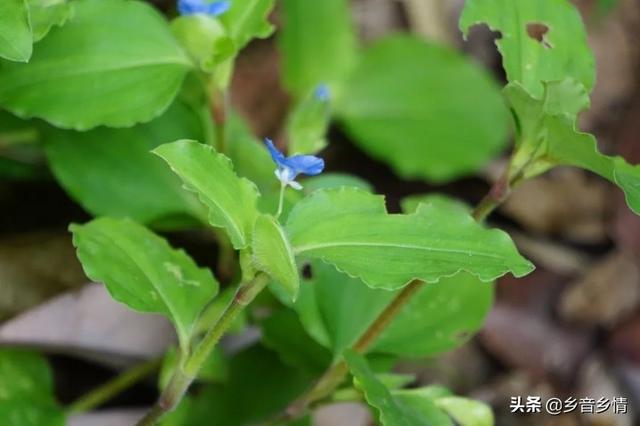 前景草:前景草哪个最好看 农户种植鼠曲草市场前景如何？