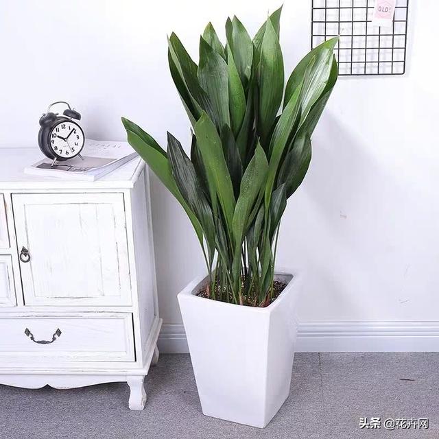 一叶兰百度百科:金弹子是一种什么样的植物？