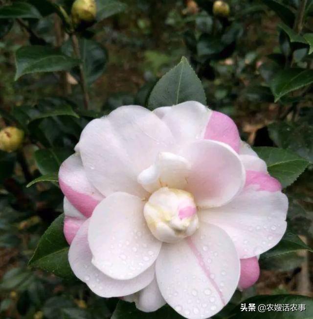 史宾格很难养:买了许多小鸡，但是有很多得病死了，小鸡怎么这么难养？ 史宾格禁养吗