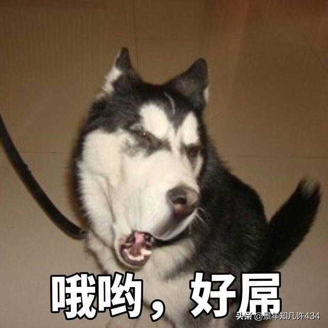可爱萌宠图片:图片可爱萌萌哒头像 大家有没有什么萌宠表情包？越沙雕越可爱越好？