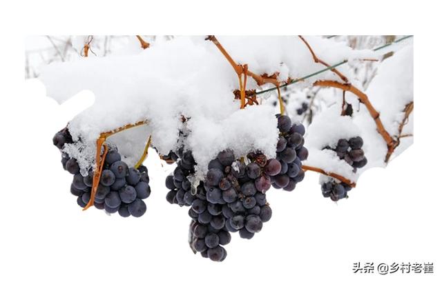 塞冰块葡萄倒红酒，冰镇葡萄酒如何才能迅速降温