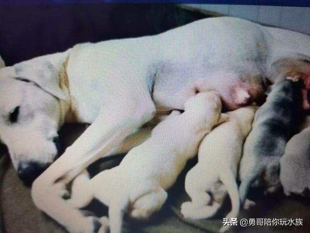 细狗:蒙古细犬一年下几窝狗？注意什么？