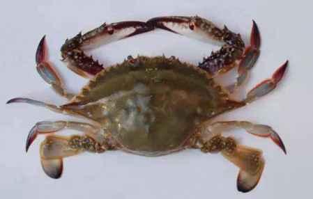 中秋养生吃螃蟹有何禁忌，为什么吃蟹要讲究九雌十雄？
