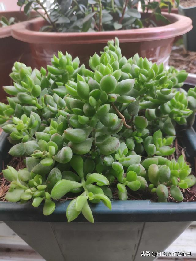 秋天到了,你的多肉变美了吗？晒一晒,看看谁的变漂亮了？