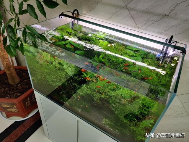 观赏鱼论坛 2000:你养过哪些观赏鱼？好养吗？