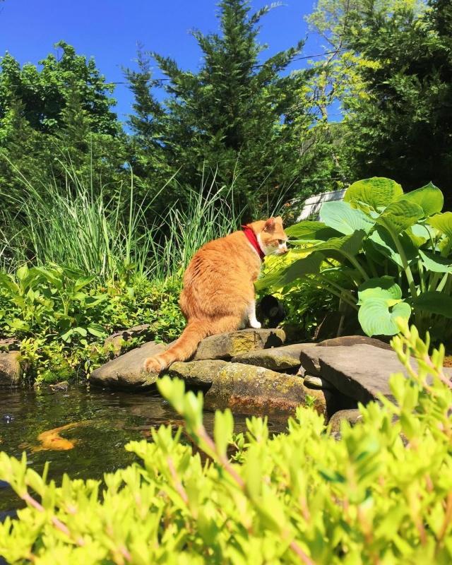 你什么时候被猫的智商震惊了？插图