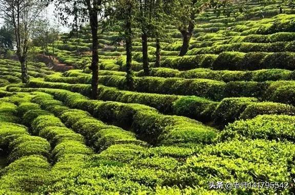 茶园景色漂亮吗？