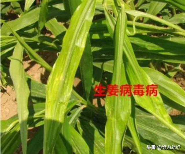 花叶艳山姜叶枯病:高温高湿天气，如何防治生姜细菌性叶枯病？