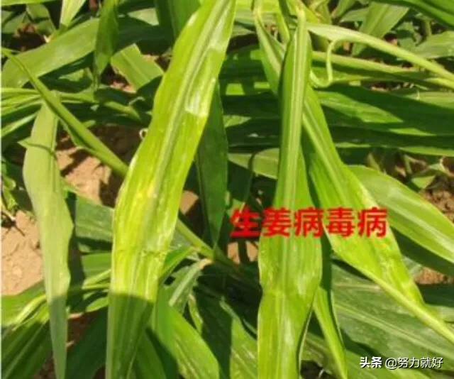 花叶艳山姜叶枯病:高温高湿天气，如何防治生姜细菌性叶枯病？