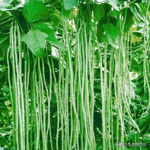 豆科植物有哪些:豆科植物有哪几种 据说豆科植物很奇葩，有树也有草，真的吗？