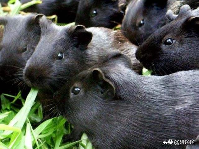 c黑豚养殖到河南9:黑豚养殖到底有没有前途？