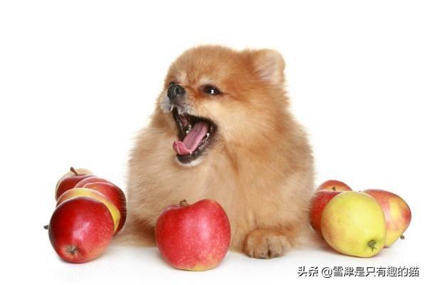 牧羊犬喜欢吃什么蔬菜:狗狗可以吃的蔬菜有哪些，你知道吗？ 牧羊犬喜欢吃什么饭