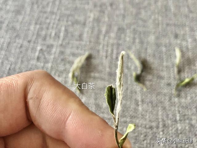 保健茶属于什么类目,茶文化属于哪个垂直领域？