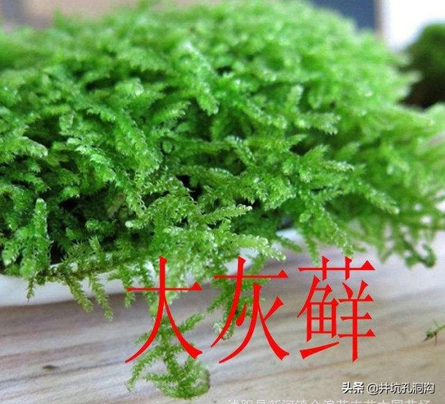 头条问答 苔藓怎么养 52个回答