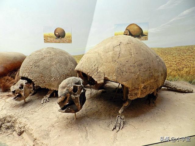 如果你能复活已经灭绝的一种生物,你想选哪个？